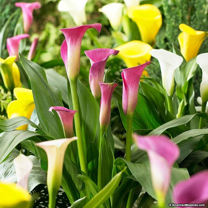 Zantedeschia yellow & white in ceramic pot