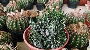 Zebra Cactus Haworthia Fasciata Big Band (11cm Pot) - Image 2