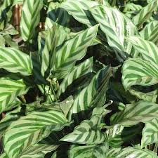Zebra Plant Calathea Freddie (7cm Pot) - Image 2