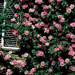 Zephirine Drouhin Climber